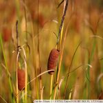 IMG_8110