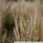 IMG_8235