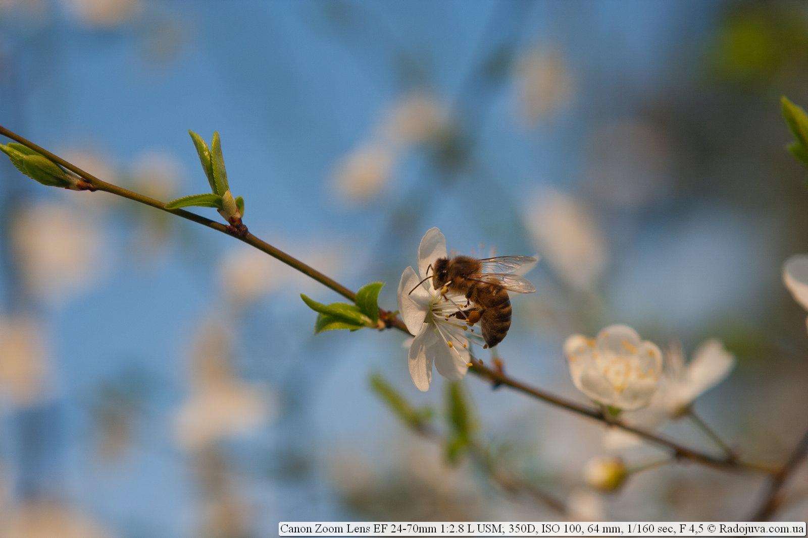 canon 70d примеры фотографий