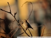 Sample photo on Nikon 300mm f / 4 ED AF Nikkor sparrows