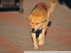 Foto de muestra en Nikon 300mm f/4 ED AF Nikkor perro