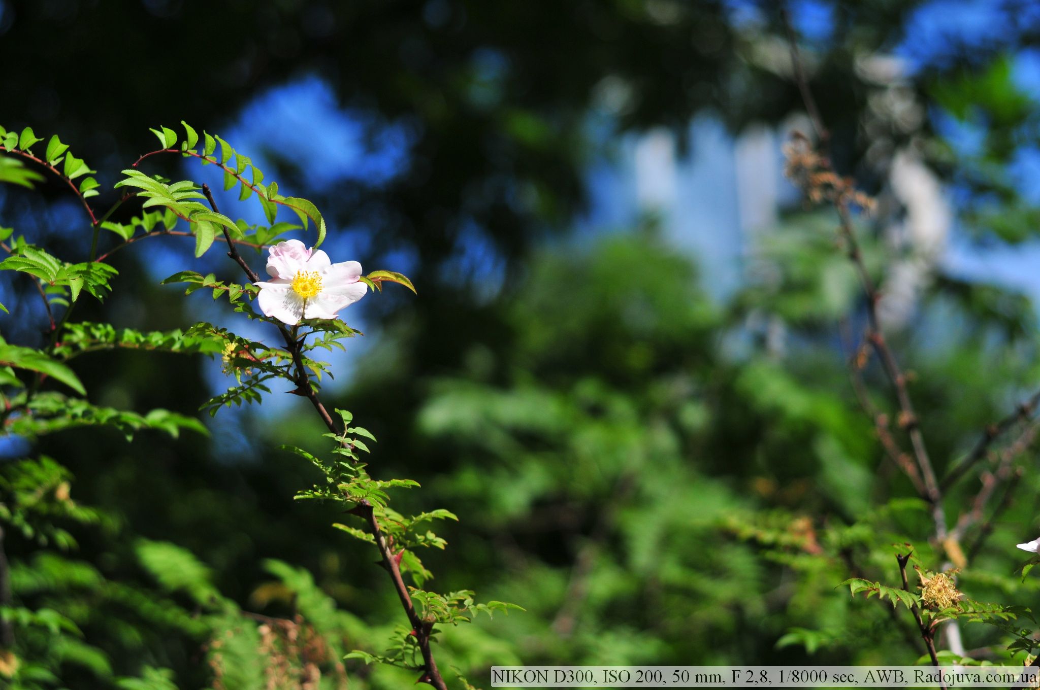 Nikon d300 фотографии с него