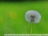 Sample photos with a dandelion lens