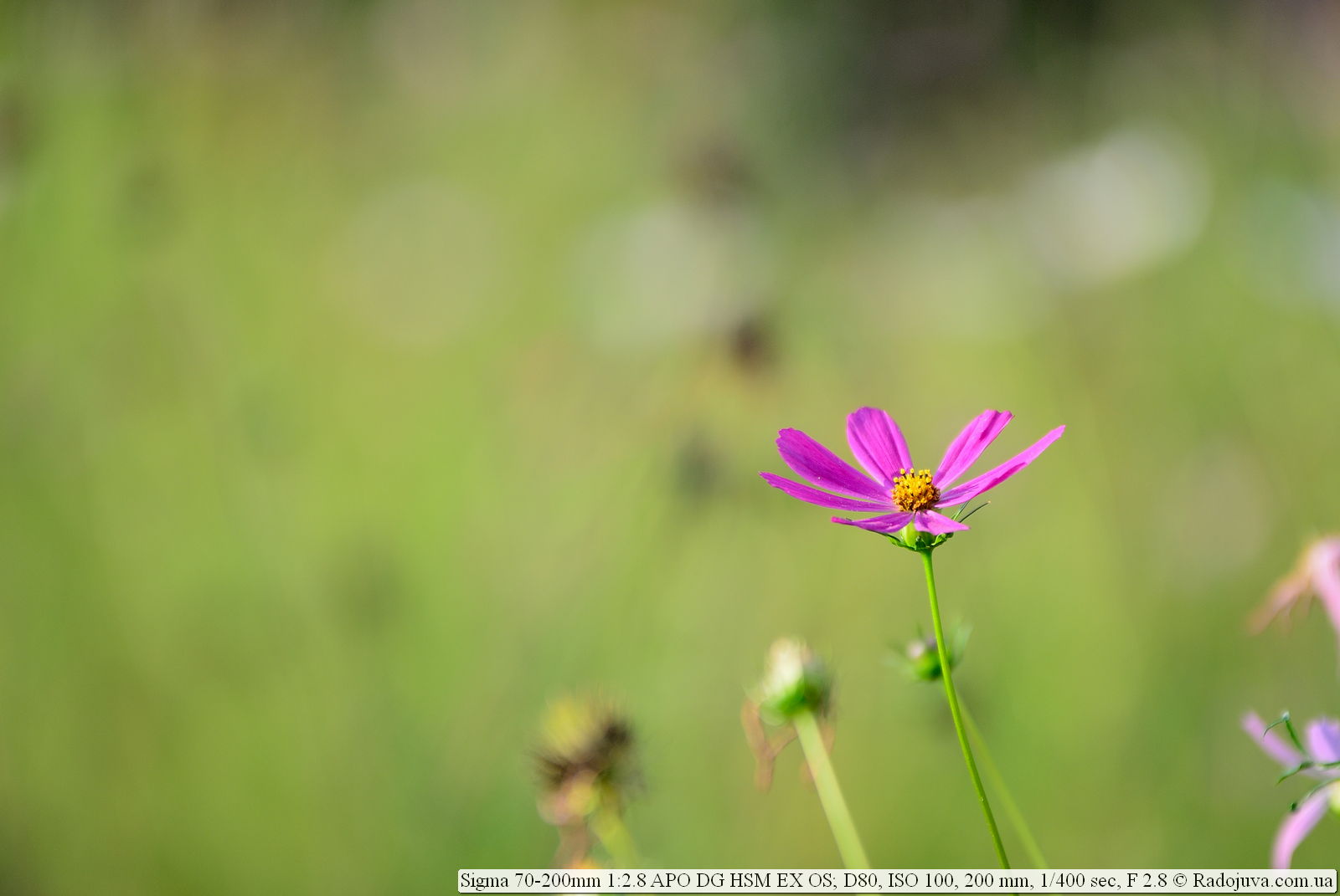 Sigma 70-200mm F / 2.8 OS Review | Happy