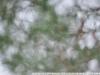 Voorbeeldfoto's op Carl Zeiss Jena DDR Sonnar f3,5 135mm zebra